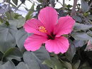 Rosa-sinensis